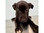 Adopt KNK pup 5 a Labrador Retriever, Mixed Breed