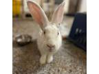 Adopt Bluebell a Bunny Rabbit