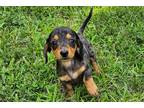 Mutt Puppy for sale in Columbia, MO, USA