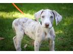 Great Dane Puppy for sale in South Bend, IN, USA