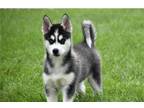 Siberian Husky Puppy for sale in South Bend, IN, USA