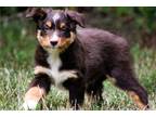 Miniature Australian Shepherd Puppy for sale in Jonesboro, AR, USA