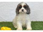 Cavapoo Puppy for sale in Canton, OH, USA