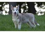 Siberian Husky Puppy for sale in South Bend, IN, USA