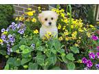 Maltipoo Puppy for sale in Fort Wayne, IN, USA