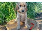 Goldendoodle Puppy for sale in Tucson, AZ, USA