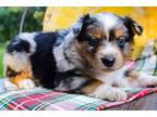 Miniature Australian Shepherd Puppy for sale in Jonesboro, AR, USA