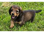 Mutt Puppy for sale in Columbia, MO, USA