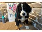 Bernese Mountain Dog Puppy for sale in Mansfield, OH, USA