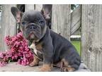 French Bulldog Puppy for sale in Springfield, MO, USA