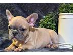 French Bulldog Puppy for sale in Oklahoma City, OK, USA