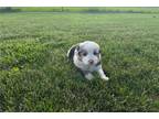 Miniature Australian Shepherd Puppy for sale in Fort Wayne, IN, USA