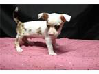 Chihuahua Puppy for sale in Springfield, MO, USA