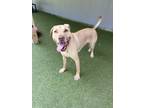 Adopt Squid a Labrador Retriever, Mixed Breed