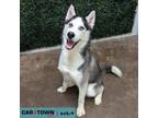 Adopt Griffin a Siberian Husky