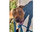 Adopt Clancy a Pit Bull Terrier