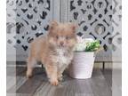 Pomeranian PUPPY FOR SALE ADN-812505 - Tasha Loving Female Teacup Pomeranian