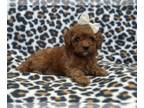 Cockapoo PUPPY FOR SALE ADN-812517 - Ginger