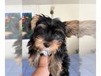 Yorkshire Terrier PUPPY FOR SALE ADN-812523 - Adorable pure breed Yorkie Puppy