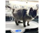 Adopt Sky Walker a Domestic Long Hair