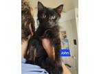 Adopt John a Domestic Long Hair, Maine Coon