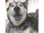 Adopt Rocky a Husky