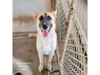 Adopt Alvaro a Anatolian Shepherd