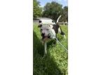 Adopt Sammy a Pit Bull Terrier