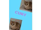 Adopt Curt a American Bobtail