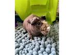 Pearl, Guinea Pig For Adoption In Faribault, Minnesota