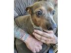 Blue~, Miniature Pinscher For Adoption In Columbia, Tennessee