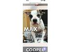 Max, American Staffordshire Terrier For Adoption In New York, New York