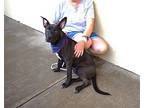Sarasota, American Pit Bull Terrier For Adoption In Mckinney, Texas