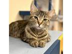 Adopt Carmela a Domestic Short Hair