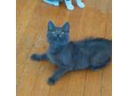 Adopt Nessie a Domestic Short Hair