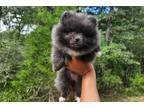 Pomeranian Puppy for sale in Austin, TX, USA