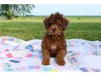 Mutt Puppy for sale in Kansas City, MO, USA