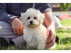 Maltipoo Puppy for sale in Canton, OH, USA