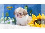 Shih Tzu PUPPY FOR SALE ADN-812811 - Shih Tzu puppies come see