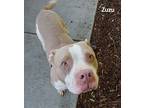 Zuzu, American Pit Bull Terrier For Adoption In San Diego, California