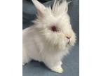 Cecil, Lionhead For Adoption In Edinburg, Pennsylvania