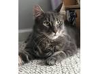 Fievel, Maine Coon For Adoption In Manahawkin, New Jersey