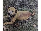 Schmo, American Pit Bull Terrier For Adoption In Franklin, North Carolina