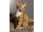 Toby, Domestic Shorthair For Adoption In Panama City Beach, Florida