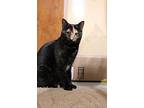 Katie, Domestic Shorthair For Adoption In Carlisle, Pennsylvania