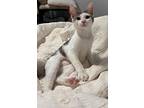 Chicken Wing, Domestic Shorthair For Adoption In Baltimore, Maryland