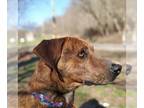 Mountain Cur Mix DOG FOR ADOPTION RGADN-1094560 - Carlos - Mountain Cur / Mixed