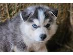 Siberian Husky Puppy for sale in Springfield, MO, USA