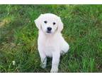 Golden Retriever Puppy for sale in South Bend, IN, USA