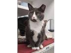 Adopt Acura (Xochitl) a Domestic Short Hair